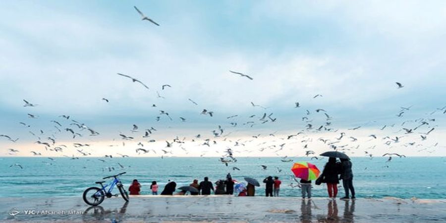 غذا دادن به پرندگان ممنوع شد / متخلفین جریمه می‌شوند