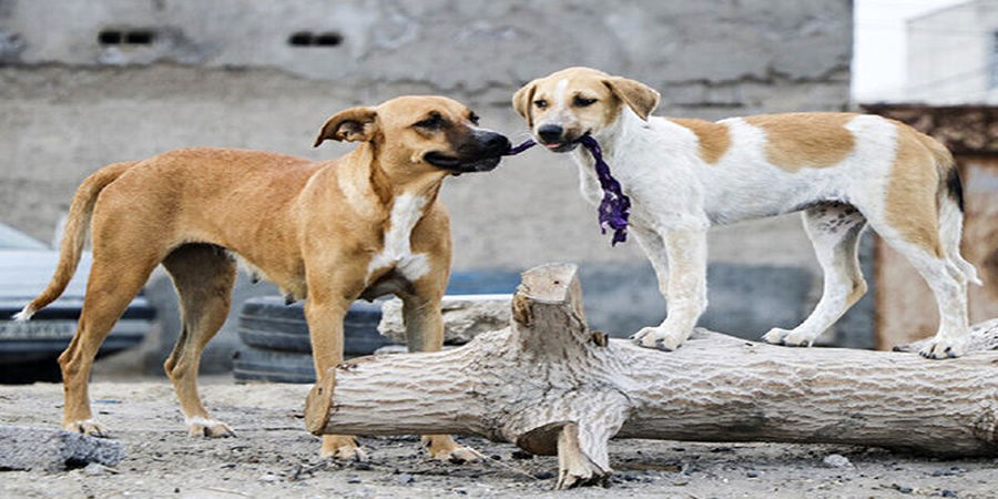 مرگ دلخراش کودک ۴ ساله/ سگ ها گلوی پسربچه را دریدند!
