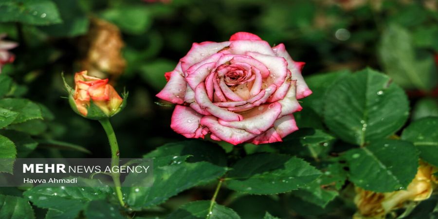 اینجا قطب تولید گل و گیاه در ایران است|تصاویر