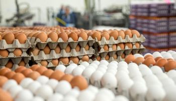قیمت مصوب تخم مرغ تعیین شد
