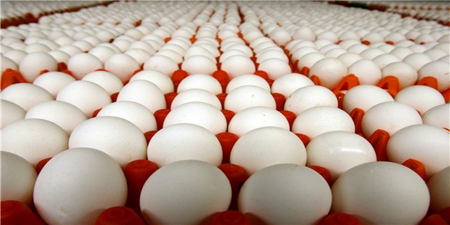 تفاوت نرخ تخم مرغ بسته بندی با فله‌ای قابل قبول نیست

