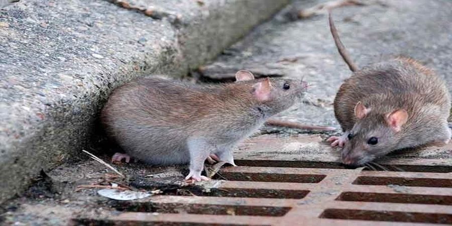 شکار یا کریم‌ها توسط موش‌های تهران + فیلم
