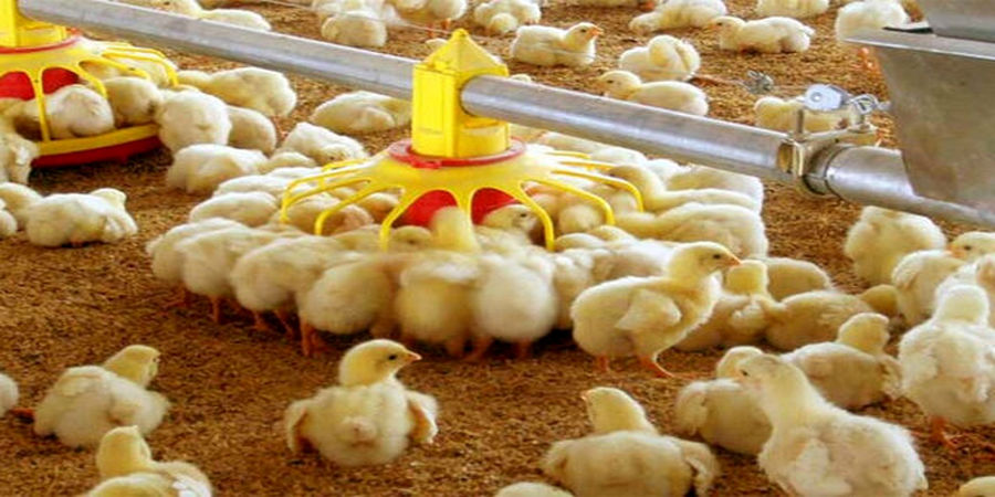 وزیرجهاد : معدوم کردن جوجه یک روزه در همه جای دنیا رایج است اما ...