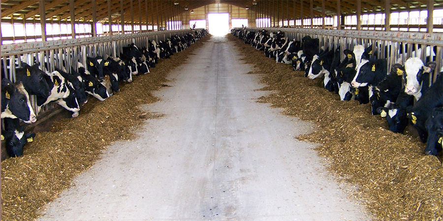 واردات نهاده های دامی افزایش یافت