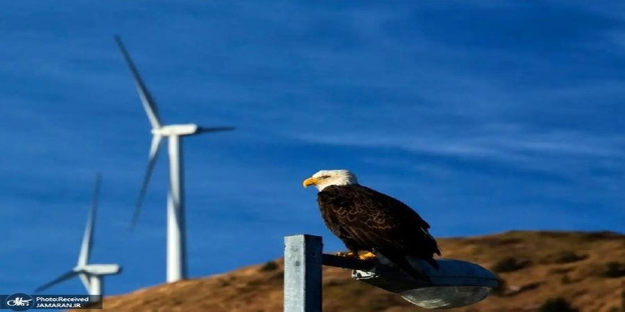  کشته شدن عقاب ها یک شرکت آمریکایی را به دردسر انداخت!