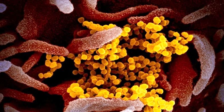 کشف راز جهش عجیب ویروس کرونا!