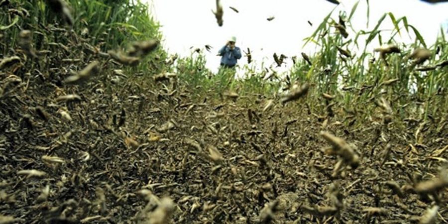 هشدار سازمان حفظ نباتات درباره حمله ملخ صحرایی به کشور